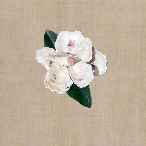 Oyster Shell Magnolia