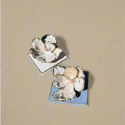 Oyster Shell Magnolia